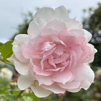 地植え,マイガーデン,太陽大好き,植物大好き,ばら バラ 薔薇の画像