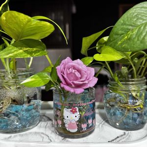 ポトス,ミニバラ,ミニバラ,花のある暮らし,来年も綺麗に咲いてねの画像