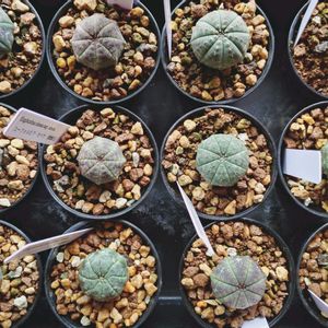 オベサ,ユーフォルビア・オベサ,ユーフォルビア,塊根植物,実生の画像
