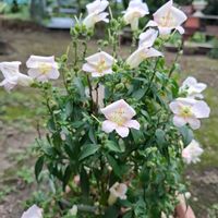 キンギョソウ,キュンキュン乙女倶楽部,HTC,乙女ピンク,キンギョソウのお花の画像