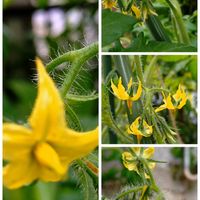 トマト,ナス,紫陽花,スナップエンドウ,孔雀サボテンの画像