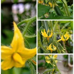 トマト,ナス,紫陽花,スナップエンドウ,孔雀サボテンの画像