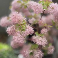 スモークツリー,マイガーデン,癒し,スモークツリーベストピンク,小花会の画像