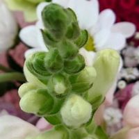 キンギョソウ,フェイジョア,チドリソウ,ボリジ 白花,おめでとう♡の画像