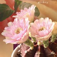 サボテン,スイレン,緋牡丹錦,サボテンの花,iPhone撮影の画像