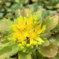 セダム,多肉植物,花のある暮らし,私の癒し,お花大好き✨の画像