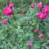 バラ,バラ　レッドシャドウ,鉢植え,ナチュラルガーデン,ナチュラルスタイルの画像