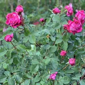 バラ,バラ　レッドシャドウ,鉢植え,ナチュラルガーデン,ナチュラルスタイルの画像