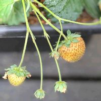イチゴ,コスモス,カマキリの子ども,コスモス（秋桜）,ミツバチ✽の画像