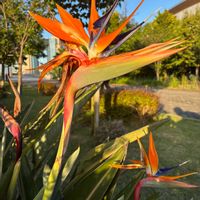 ストレリチア,公園,観葉植物,鉢植え,花壇の画像