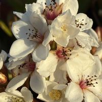 シャリンバイ,シャリンバイ,公園,花壇,ガーデニングの画像