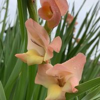アガパンサス,グラジオラス,スカシユリ,はつゆきかずら,裏庭の画像
