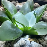 ハオルチア,ハオルチア クリスマスキャンドル,多肉植物,ハオルチア属,軟葉系ハオルチアの画像