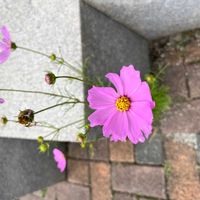 コスモスの画像