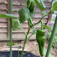 ピーマン,ガーデニング,マイガーデン,自家製野菜,夏野菜の画像