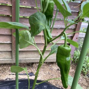 ピーマン,ガーデニング,マイガーデン,自家製野菜,夏野菜の画像