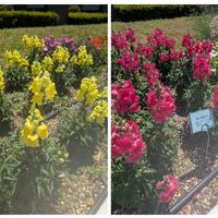 キンギョソウ,ブルーサルビア,クリサンセマム,クレマチス 白万重(しろまんえ),今日のお花の画像