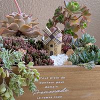 セダム,多肉植物,多肉寄せ植え,ベランダガーデニング,花のある暮らしの画像