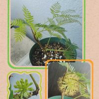 エバーフレッシュ,マメ科,グリーンのある暮らし,植物のある暮らし,エバーフレッシュ☆の画像