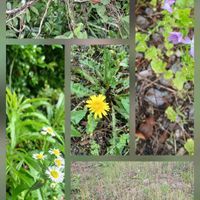 アルストロメリア,ゴーヤ,ハツユキカズラ,紫陽花,クシガヤの画像