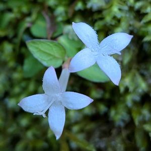 ツルアリドオシ,蔓蟻通し,雑草,山野草,野草の画像