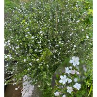 シノグロッサム,ラベンダー,エリゲロン,白丁花,リクニス(フランネルソウ)の画像