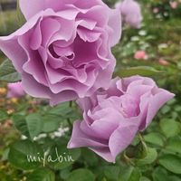 ネコ好き,花のある暮らし,植中毒,雪国,ばら バラ 薔薇の画像