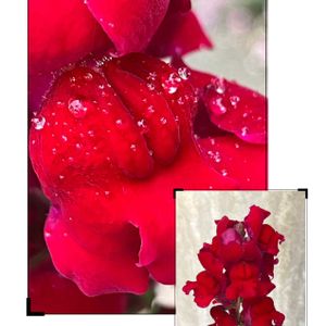 アジサイ,キンギョソウ,紫陽花,紫陽花,ヒメシャラの画像