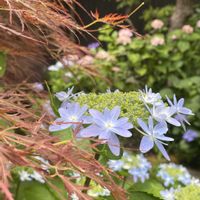 花のある暮らし,お出かけ先の画像