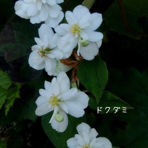 ドクダミ,雑草,庭の花,花のある暮らし,小庭の画像