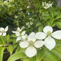 花のある暮らし,お出かけ先の画像
