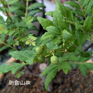 山椒,実のなる山椒,鉢植え,良い香り,実のなる木の画像