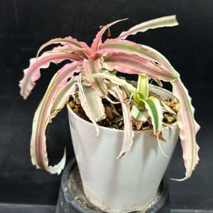 観葉植物,ブロメリア,珍奇植物,ビザールプランツの画像