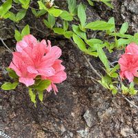 ヤマツツジ,ヤマツツジ,山野草,在来種,スマホ写真の画像
