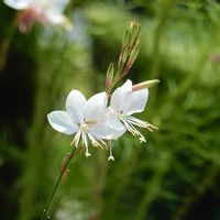 ガウラ,ガウラ(白蝶草),自然,白い花,花の写真の画像