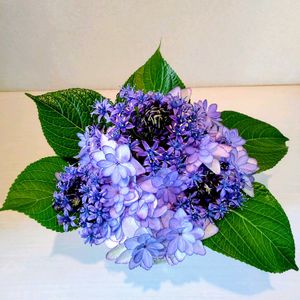 アジサイ,テントウムシ,アジサイ ひな祭り,シラーペルビアナ,アレンジの画像