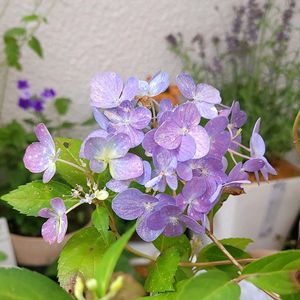 ラグランジア クリスタルヴェール2,初心者,ベランダガーデニング,初めて育てる,手探り状態の画像