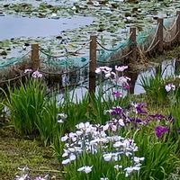 スイレン,ハナショウブ,青空の下,乙戸沼公園,花咲く乙女たち♡の画像