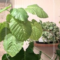 モンステラ,ウンベラータ,ポトス・エンジョイ,ガーデニング,花のある暮らしの画像