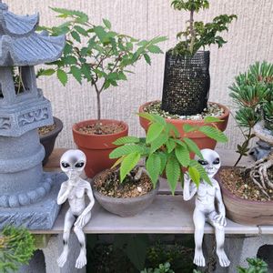 盆栽,緑のある暮らし,盆栽素材,盆栽好き,盆栽を愛でる暮らしの画像
