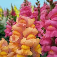 キンギョソウ,今日のお花,お出かけ先の画像