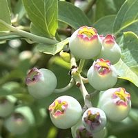 ナス,ブルーベリー,ミニトマト,可愛い,癒されるの画像