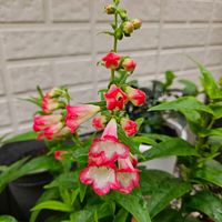 ペンステモン,ペンステモン アラベスク ピンク,鉢植え,明るい日陰,プランターの画像