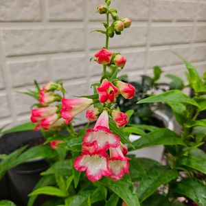 ペンステモン,ペンステモン アラベスク ピンク,鉢植え,明るい日陰,プランターの画像
