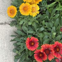 ガイラルディア,ガイラルディア スピントップ,挿し芽,お庭の花たち,宿根草の庭の画像