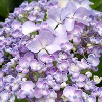 多肉中毒,紫陽花 アジサイ あじさい,タニラー,多肉女子,紫陽花パトロールの画像