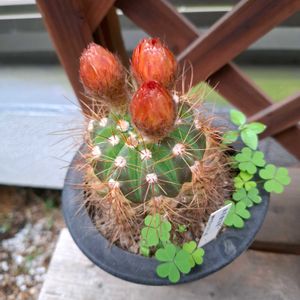 サボテン,サボテン,赤花貴宝青,多肉棚,開花待ちの画像