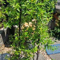 カロライナジャスミン,鉢植え,切り戻しの画像