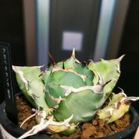 アガベ,アガベ チタノタ,アガベ チタノタ 龍牙,多肉植物,観葉植物の画像