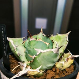 アガベ,アガベ チタノタ,アガベ チタノタ 龍牙,多肉植物,観葉植物の画像